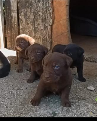 Cuccioli di labrador