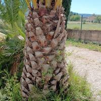Gratis palme per giardino o villette 