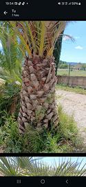 Gratis palme per giardino o villette 