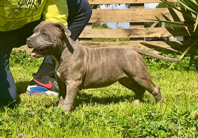 Cuccioli American Bully