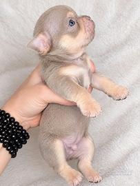Chihuahua maschietti