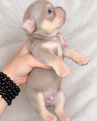 Chihuahua maschietti