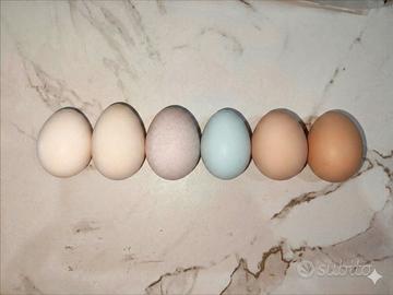 uova di galline 