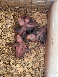 Pulli parrocchetto dal collare