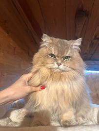 Gatto British Longhair Blu Golden Maschio