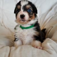 Cuccioli Australian Shepherd / Pastore australiano