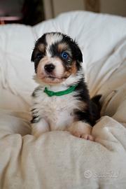 Cuccioli Australian Shepherd / Pastore australiano