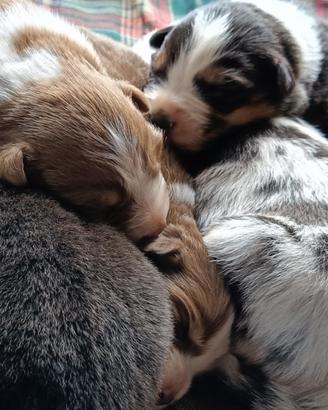 Australian Shepherd Pastore Australiano cuccioli