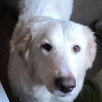 Cucciola di Maremmano