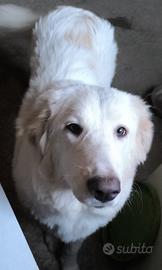 Cucciola di Maremmano