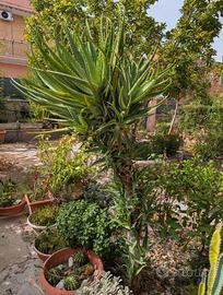 Aloe arborescens gigante 190 cm