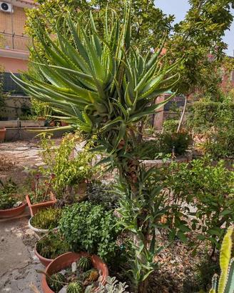 Aloe arborescens gigante 190 cm