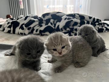 Gattini british shorthair