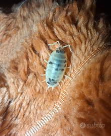 Colonia starter di Porcellio Laevis Dalmatian