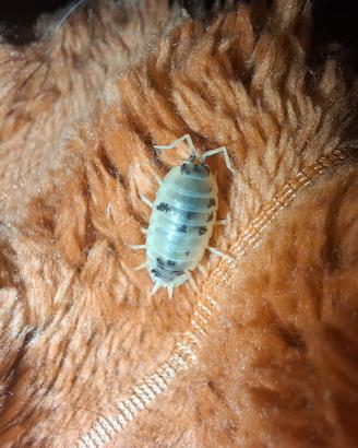 Colonia starter di Porcellio Laevis Dalmatian