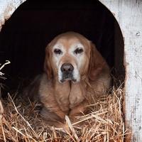 paglia per cucce cani