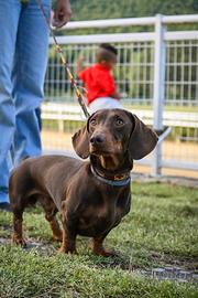 Bassotto cioccolato per monta