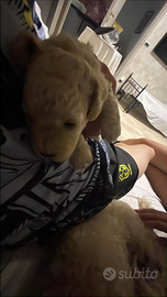 Ultimo cucciolo di barboncino toy