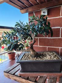bonsai 