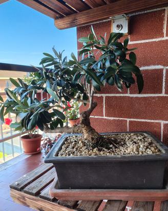 bonsai 