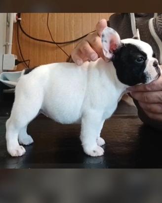 Bouledogue Francese