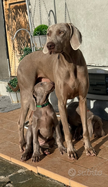 Weimaraner
