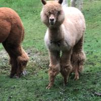 Alpaca