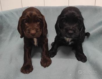 Coker spaniel