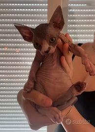 Cuccioli di Sphynx
