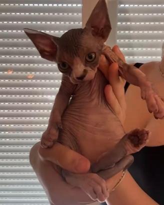 Cuccioli di Sphynx