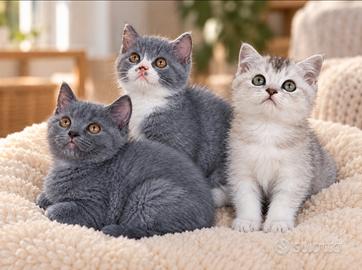 Cuccioli di SCOTTISH straight e fold