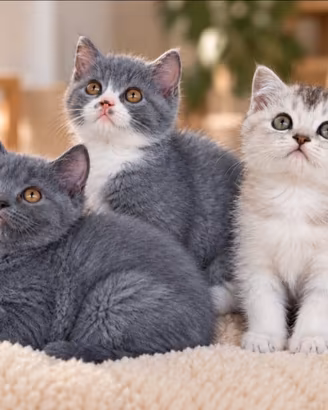 Cuccioli di SCOTTISH silver, highland e spotted