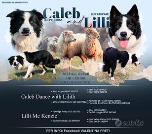 Border collie linea da lavoro