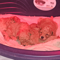 Cuccioli barboncino toy red