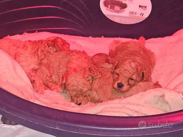 Cuccioli barboncino toy red