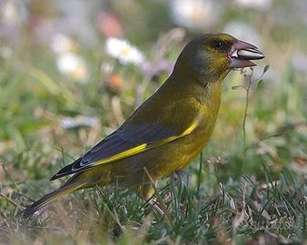 Verdoni pluripremiati