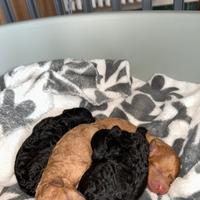 Barboncini Silver e Fulvi stupendi