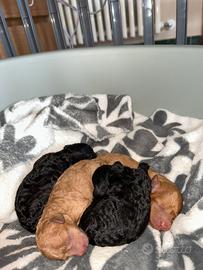 Barboncini Silver e Fulvi stupendi