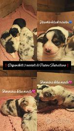 Cuccioli di pastore australiano