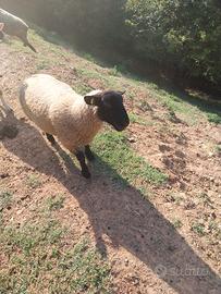 Agnelli suffolk