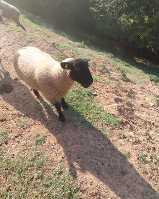 Agnelli suffolk