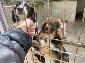 Cuccioli di 3 mesi