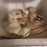 Uova di gallina Araucana