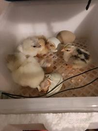 Uova di gallina Araucana