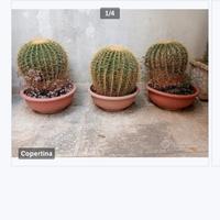3 echinocactus grusonii cuscino della suocera