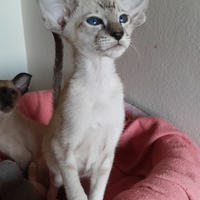 Cucciola siamese orientale