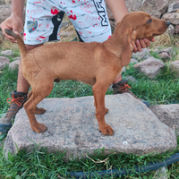 Cucciolo segugio maremmano