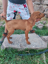 Cucciolo segugio maremmano