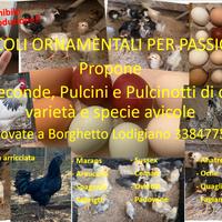 Pulcini e pulcinotti Avicoli ornamentali