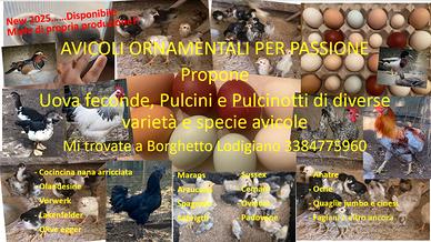 Pulcini e pulcinotti Avicoli ornamentali